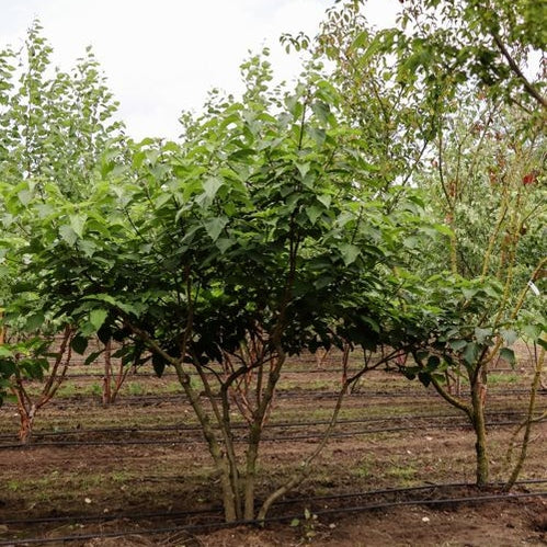 Frilandsklerodendrum - Clerodendrum trichotomum 250-300 MS